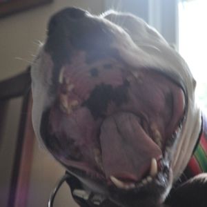 Meet your Posher, Smiley